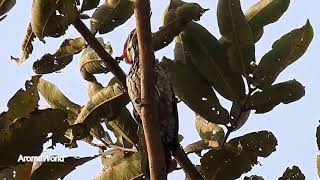 Sound Of A Flameback Woodpecker [upl. by Urd]