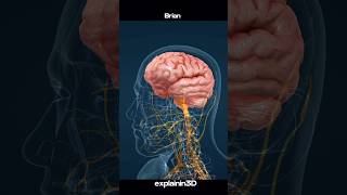 The Ventricular System And Brain Regions shorts brain braintest youtubeshorts shortvideo [upl. by Kerman]