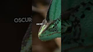 🦎 ¿Por Qué Cambia de Color el Camaleón ¡No es lo que Crees naturaleza animales curiosidades [upl. by Annairb]