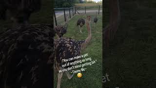 ATTACK BIRD 🦆 ostrich beaker wildlife nature new weavethecoyote duckholliday duckandweave [upl. by Vargas587]