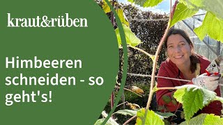 Himbeeren schneiden  Mit diesem Trick ist es egal ob Sommerhimbeere oder Herbsthimbeere [upl. by Madaras]