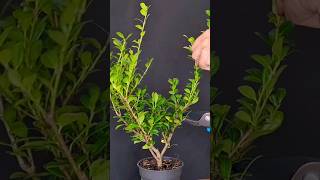 Shaping ilex crenata bonsai [upl. by Blanchard]