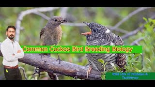 Common cuckoo parasite birds cuckoo Koail Birds of Pakistan [upl. by Nahoj]