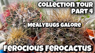 Cactus and Succulent Collection Tour Part 4  Ferocactus Collection  How to remove Mealybugs [upl. by Ewen]