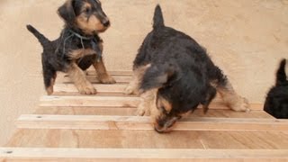 7 Week Old Airedale Puppies Climb A Ramp  Agility Training [upl. by Weksler]