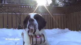 Y fait un froid dchien  Hiver glacial au Québec [upl. by Davidson]