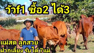 แม่F1ซื้อ2 ได้3 แม่สด ลูกสวย แนวลูกถี่ ท้องตั้งแต่18 เดือน [upl. by Franek]