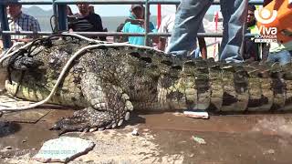 Lagarto que habitaba en el Lago Xolotlán fue retirado de las inmediaciones del Puerto [upl. by Denie867]