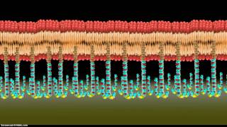 Introduction to Tethered Bilayer Lipid Membranes tBLMs [upl. by Bernette26]