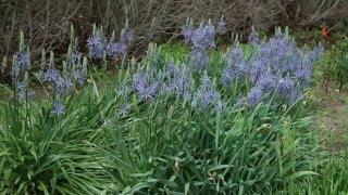 Add a Bit of Blue to Your Spring Garden with Camassia [upl. by Amsed]