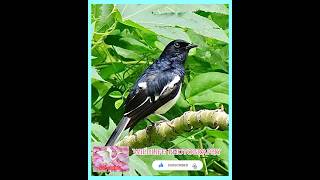 LITTLE ORIENTAL MAGPIE ROBIN CALLING SOUND birdsounds shorts youtubeshorts [upl. by Eniaral]