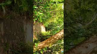 Kumarakom Bird Sanctuary  Nature’s Haven by Vembanad Lake 🌿🦢 travelkeralatourismkeralabackwaters [upl. by Thorman180]