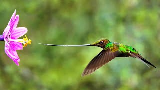 Swordbilled Hummingbird [upl. by Asiaj]