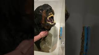 This snarling Rottweiler isn’t angry but attacks [upl. by Nessy584]