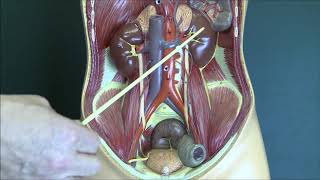 Renal Anatomy 1 Kidneys and urinary system [upl. by Dagny]