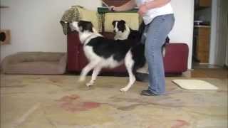 Turn and Back up through your legs quotHow toquot Dog Trick for Canine Freestyle [upl. by Gustie]