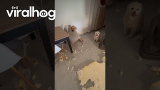 Naughty Labrador Makes a Huge Mess  ViralHog [upl. by Ynor]