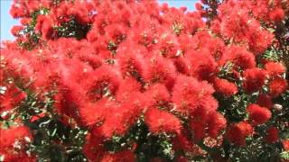 Pohutukawa tree New Zealand’s iconic Christmas tree [upl. by Peirce182]