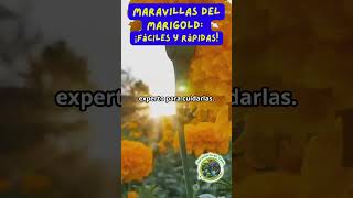 Maravillas del Marigold ¡Fáciles y Rápidas [upl. by Ormand]