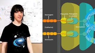 Desmosomes Structure and Functions [upl. by Regdor26]