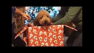 As crianças reagem à surpresa do filhote de cachorro do Natal [upl. by Atnamas]