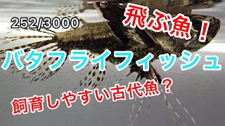 252 飛ぶこともできる古代魚！？ 蝶のような大きな胸びれを持つ熱帯魚！ベタ専門店 泡スタッフが解説 知育・教育ビデオ バタフライフィッシュ Pantodon buchholzi [upl. by Alger434]