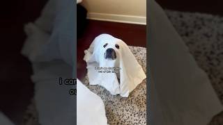 i can’t see fluffin sh puggle halloween ghost halloweencostume [upl. by Hay444]