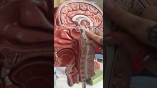 Diencephalon Anatomisi [upl. by Athalee453]