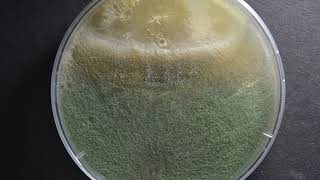 Dual culture test Trichoderma vs Armillaria Mellea [upl. by Anerahs]