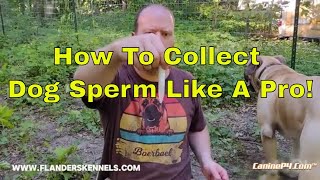 How To Collect Dog Sperm Like A Pro [upl. by Ahsinuq]