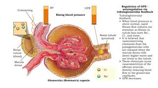 Regulation of GFR autoregulation via myogenic mechanism Myogenic mechanism [upl. by Wasson]