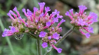 Growing Verbena Bonariensis [upl. by Airbmac193]