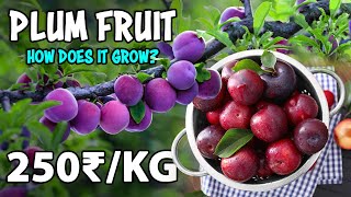 Plum Fruit Farming  How to grow Plum tree from Seed [upl. by Behnken759]