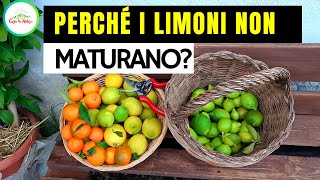 Perchè I LIMONI NON MATURANO [upl. by Aselehc]