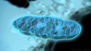 How Mitochondria Produce Energy [upl. by Rhiana]