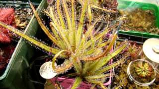 Drosera regia  The King Sundew Carnivorous Plant [upl. by Aleemaj]