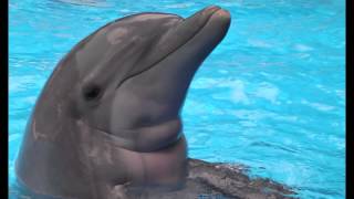 1 The Dolphin Therapy  Sounds of Dolphins [upl. by Aynodal401]