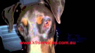 Dobermann 2yo male displaying idiopathic head tremors 12102012 [upl. by Dysart]