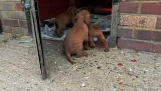 Wey Farm Helmlake Hungarian Vizsla Puppies [upl. by Elleynad]