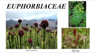 DIFERENCIA SUCULENTAS CACTUS EUPHORBIAS CRASAS y OTRAS [upl. by Nalyak]