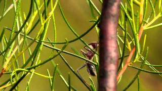 Blackheaded Bull Ant Myrmecia nigriceps  BulldogAmeise [upl. by Romaine]