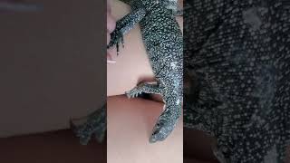 Tamed Mangrove monitor 3 reptiles lizard monitorlizard cute music love [upl. by Remde]