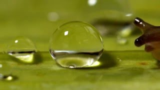 Slug shocked by water droplet [upl. by Lipinski]