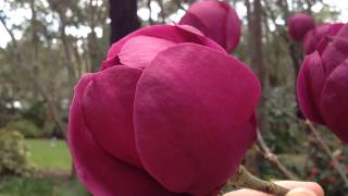 Magnolias araluen [upl. by Lowrance]