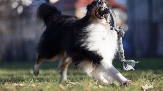 Understanding The Barking Tendencies Of Shetland Sheepdogs [upl. by Barb12]