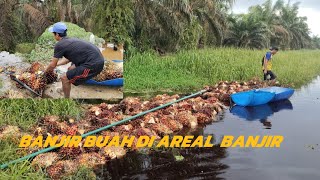 banjir buah di areal banjir [upl. by Peria306]