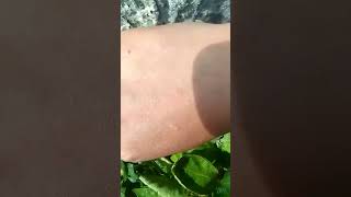 Pinching and regrowing chrysanthemum flowergardeningyoutube shortsflowerManipuriDelhi [upl. by Kassity]