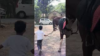 Horse Power  Walk With Horse  Mishant Vlog  2024 [upl. by Barna922]