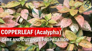 COPPERLEAF Plant Care  Acalypha wilkesiana  How to grow Khalifa Plant from Cuttings  in English [upl. by Eddina871]