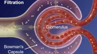 II  Sistema Urinário  Formação da Urina [upl. by Aicina]